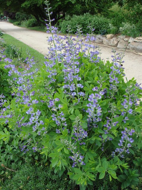 Baptisia australis